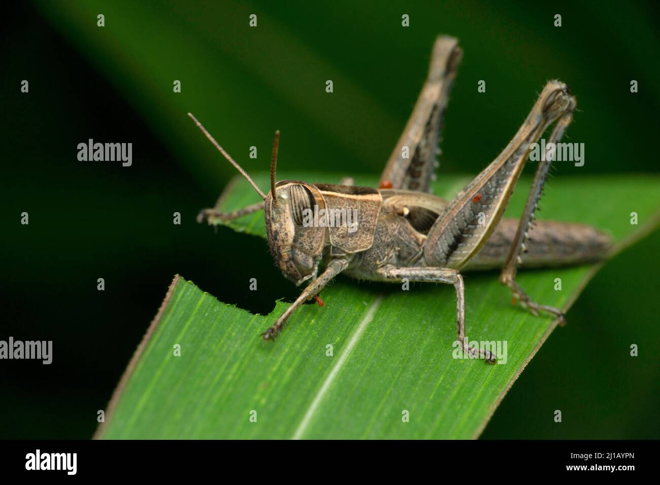 Acari parassiti sulla cavalletta americana, Schistocerca americana, Satara, Maharashtra, India Foto Stock