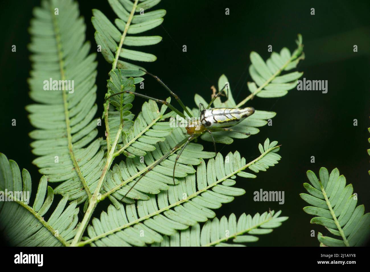 Orto ornamentale Orb Weaver Spider , corpo specie Lecauge, satara Maharashtra India Foto Stock