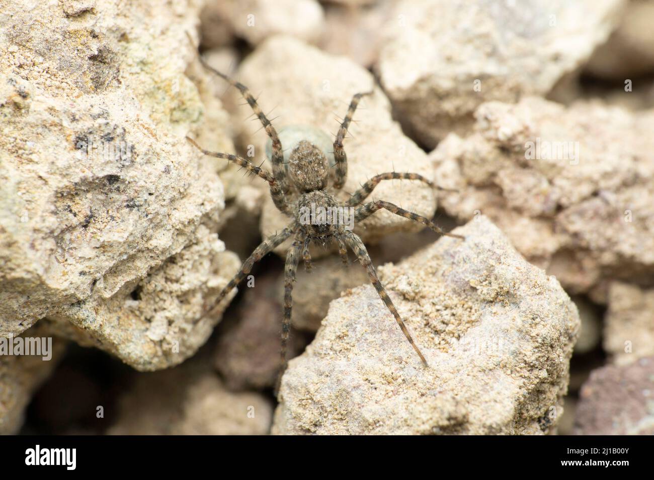 Wolf Spider , Hippasa Species, Satara, Maharashtra, India Foto Stock