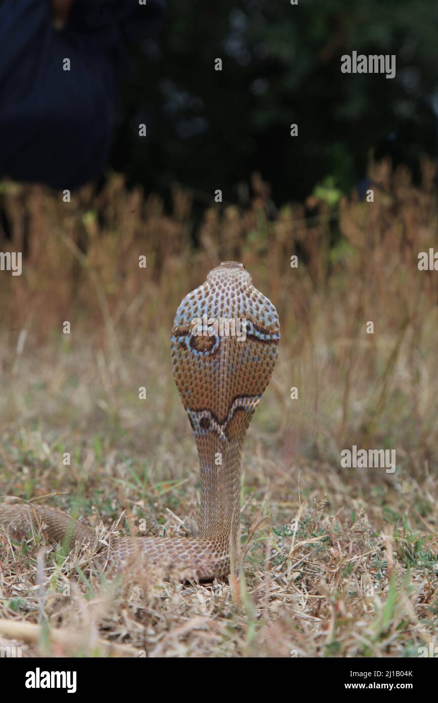 Diversi segni di cofano di cobra indiana , naja naja, Satara, Maharashtra, India Foto Stock