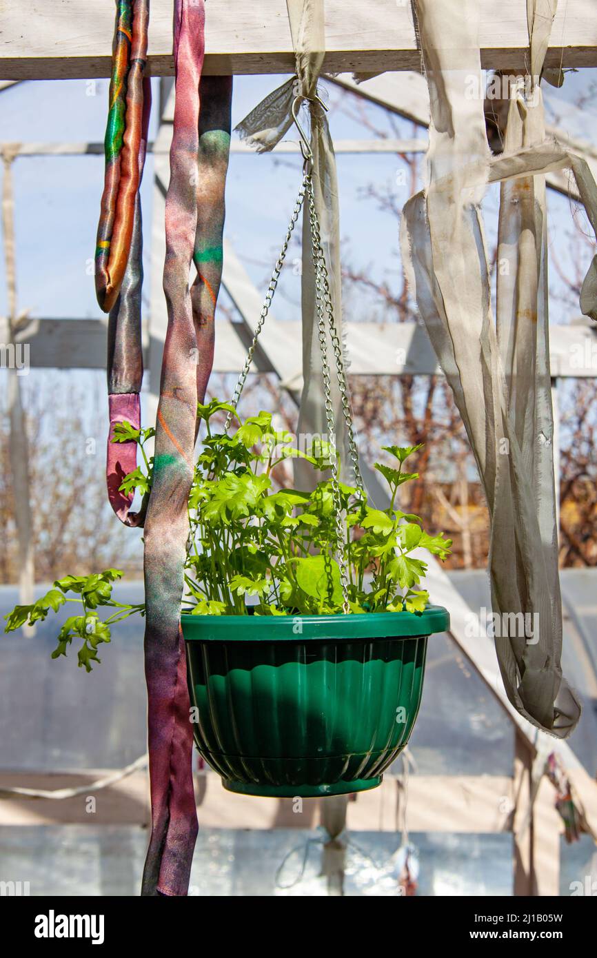 Piantine da giardinaggio all'interno di una serra originariamente decorata Foto Stock