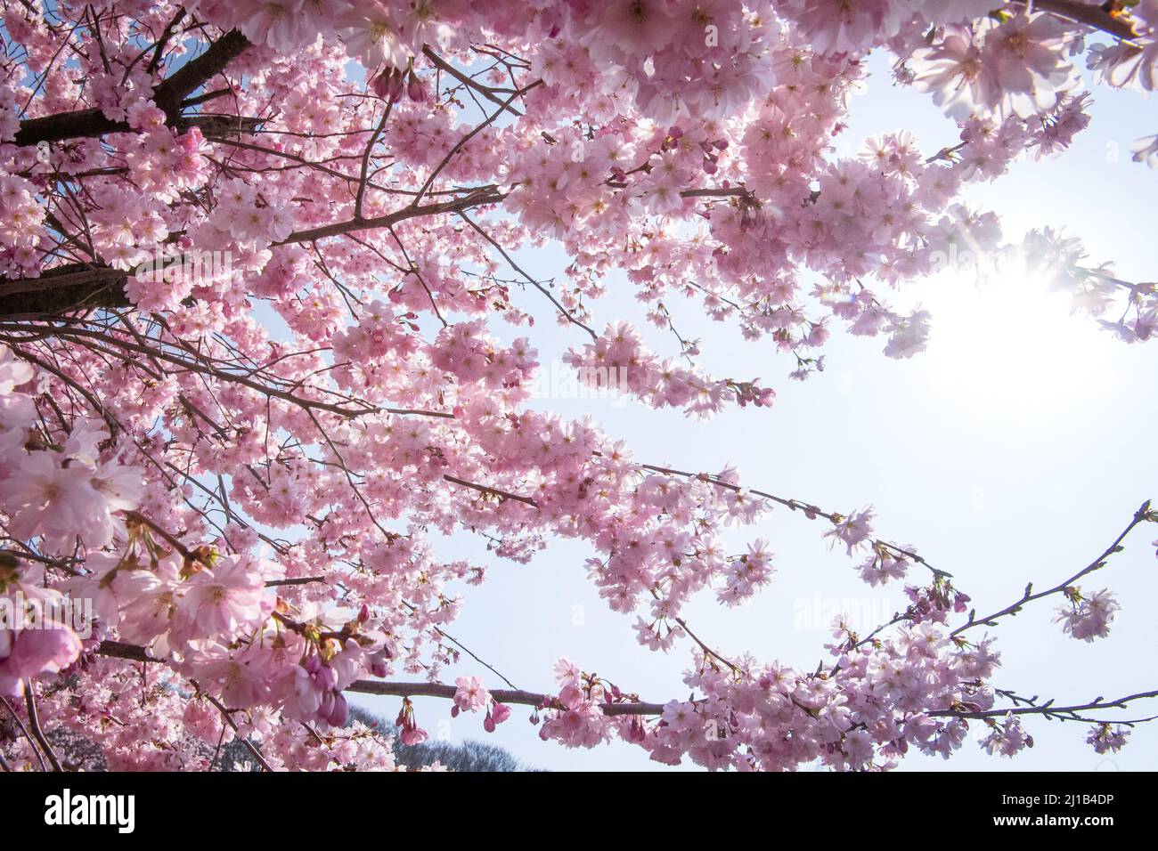 Brema, Germania. 24th Mar 2022. Un ciliegio ornamentale fiorisce nel distretto di Osterholz di Brema. Credit: Sina Schuldt/dpa/Alamy Live News Foto Stock