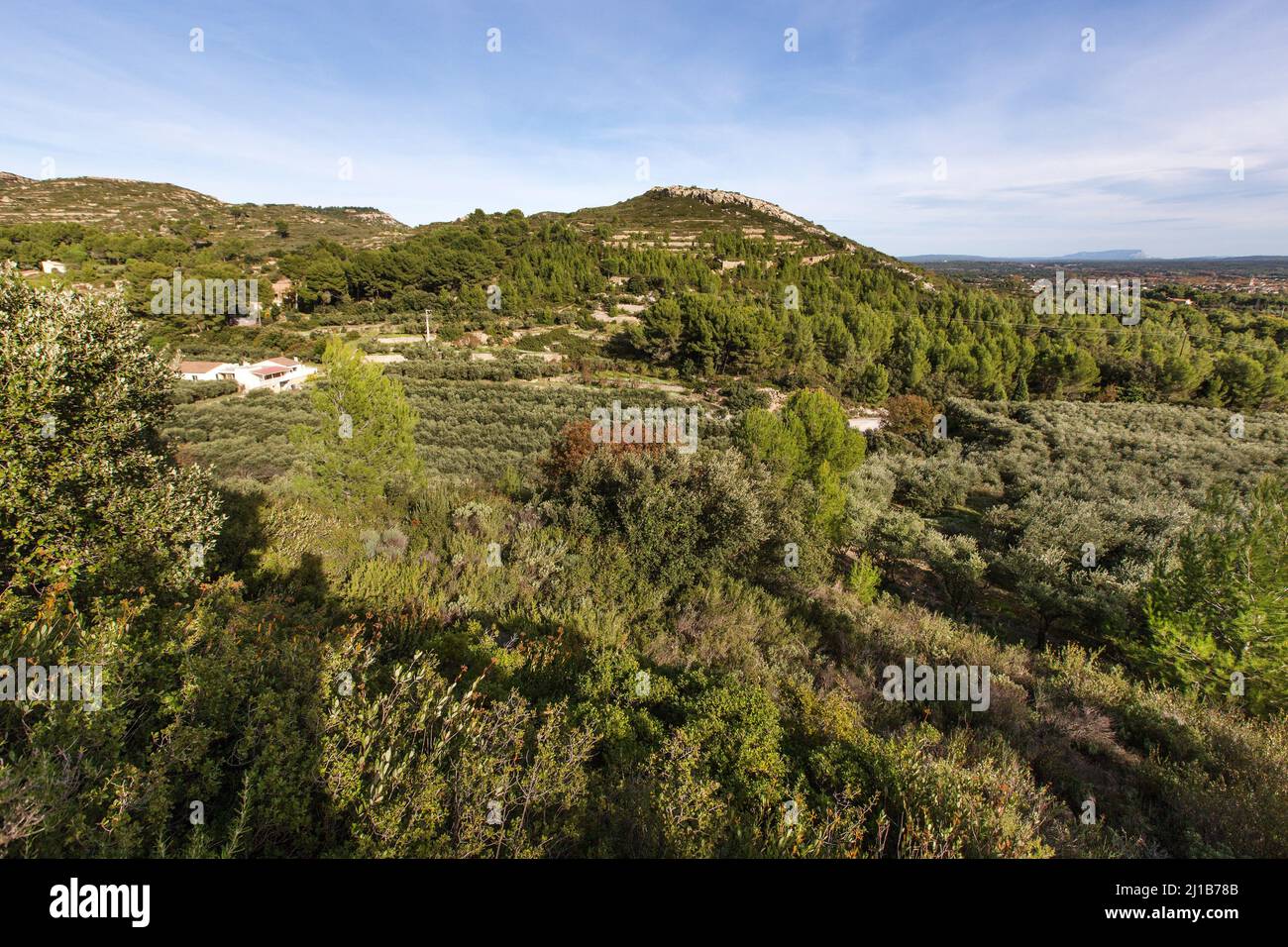 OLIO D'OLIVA, CHEMIN DE LA COUSTADE, IL MONTE SAINTE VICTOIRE E PELISSANE, SALON-DE-PROVENCE, FRANCIA MERIDIONALE, PROVENZA ALPI COTES D'AZUR, FRANCIA Foto Stock