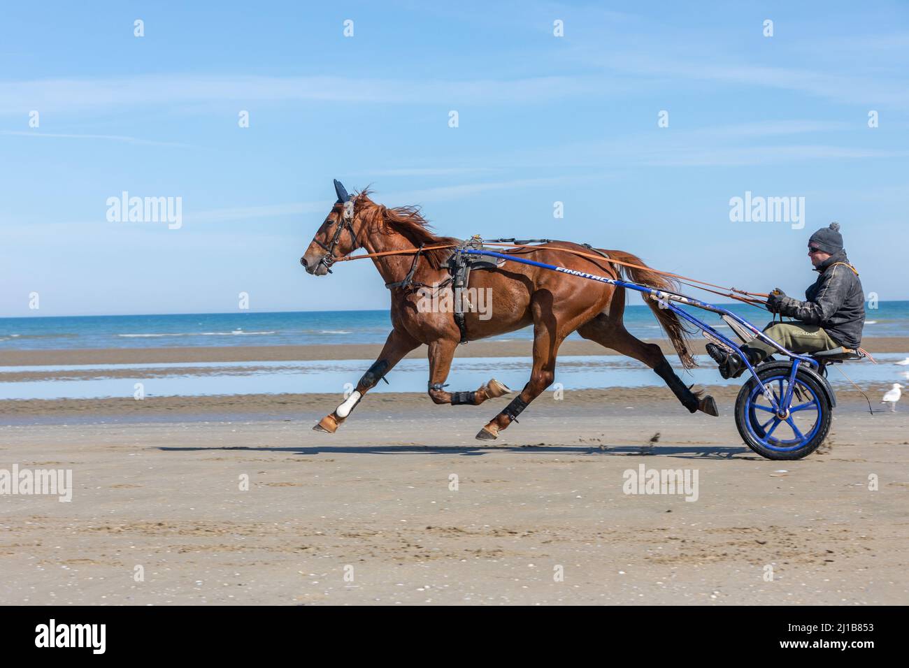 ADDESTRAMENTO DEI CAVALLI DA CORSA DELL'IMBRACATURA SULLA SPIAGGIA DI CABOURG, CALVADOS, NORMANDIA, FRANCIA Foto Stock