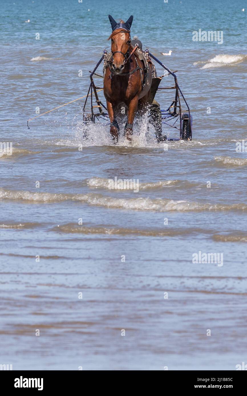 ADDESTRAMENTO DEI CAVALLI DA CORSA DELL'IMBRACATURA SULLA SPIAGGIA DI CABOURG, CALVADOS, NORMANDIA, FRANCIA Foto Stock