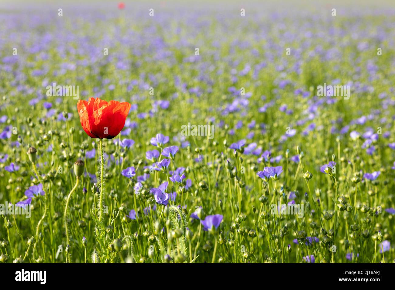 CAMPO DI LINO FIORITO, RUGLES, EURE, NORMANDIA, FRANCIA Foto Stock