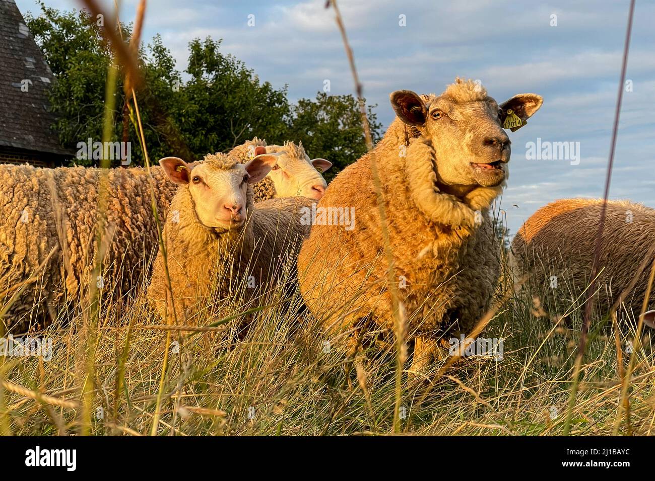 SENTITO PARLARE DI PECORE DI FRONTE ALLA FATTORIA, RUGLES, NORMANDIA, FRANCIA Foto Stock