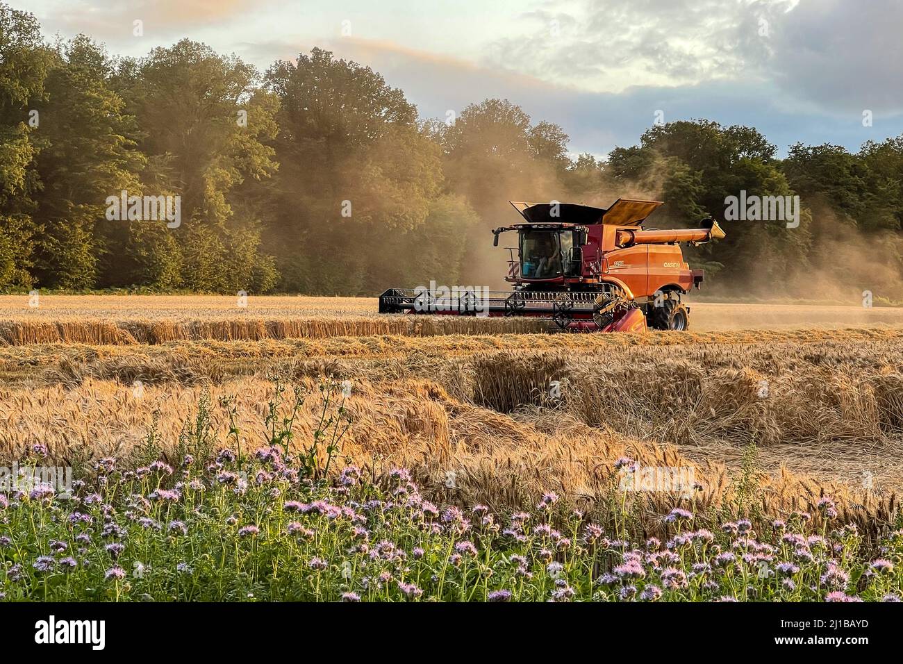 RACCOLTA DEL GRANO NEL TARDO POMERIGGIO NELLA CAMPAGNA DELLA NORMANDIA, RUGLES, NORMANDIA, FRANCIA Foto Stock
