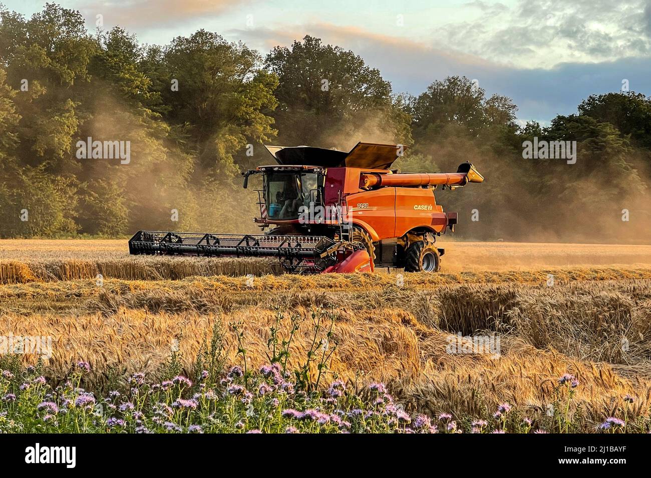 RACCOLTA DEL GRANO NEL TARDO POMERIGGIO NELLA CAMPAGNA DELLA NORMANDIA, RUGLES, NORMANDIA, FRANCIA Foto Stock