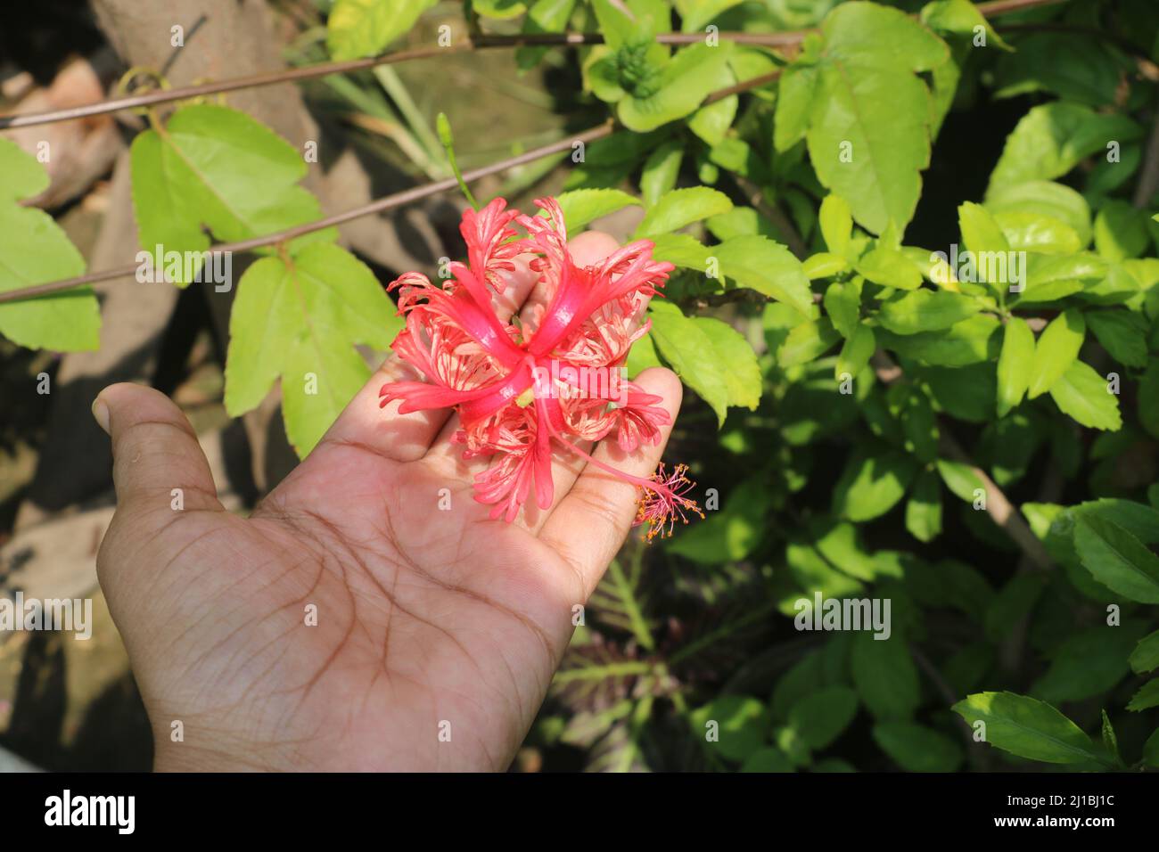 Jhumko joba o rosemallow frangiato, è un tipo di hibiscus ragno. Il nome scientifico di questo fiore è Hibiscus schizopetalus .questo è così bello. Foto Stock