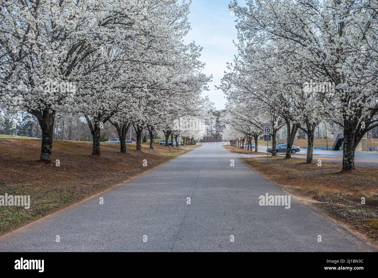 File di alberi bianchi fioriti in piena fioritura lungo la strada d'ingresso nel parco vicino ai parcheggi in una giornata luminosa in primavera Foto Stock