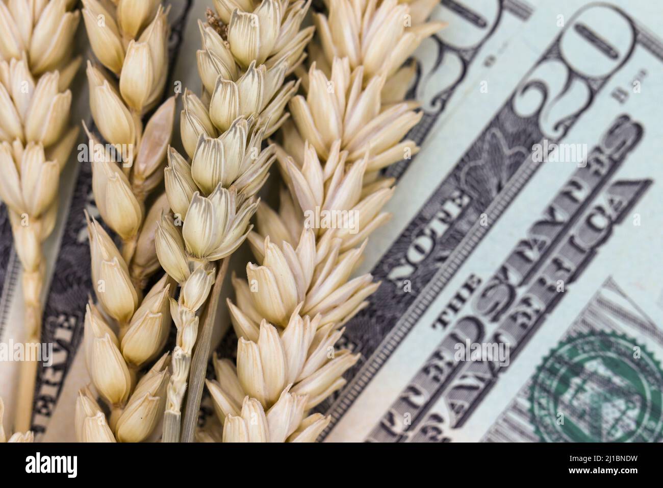 Bollette o banconote cartacee per il grano e il dollaro americano. Tema carenza di cereali di grano durante la guerra Russia-Ucraina. Primo piano macro Foto Stock