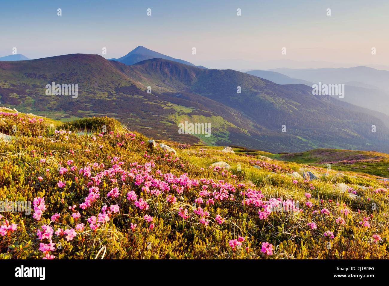 Magia di rosa fiori di rododendro sulla montagna d'estate Foto Stock