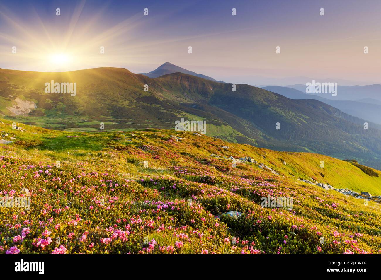 Magia di rosa fiori di rododendro sulla montagna d'estate Foto Stock
