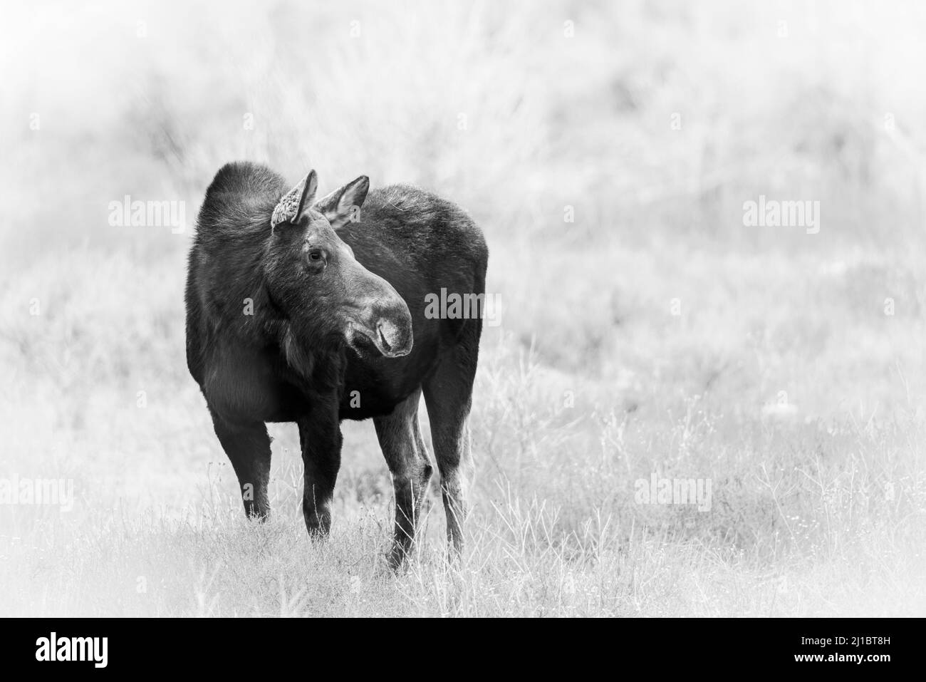 Primo piano di un Moose nel Grand Teton National Park, Wyoming, USA Foto Stock