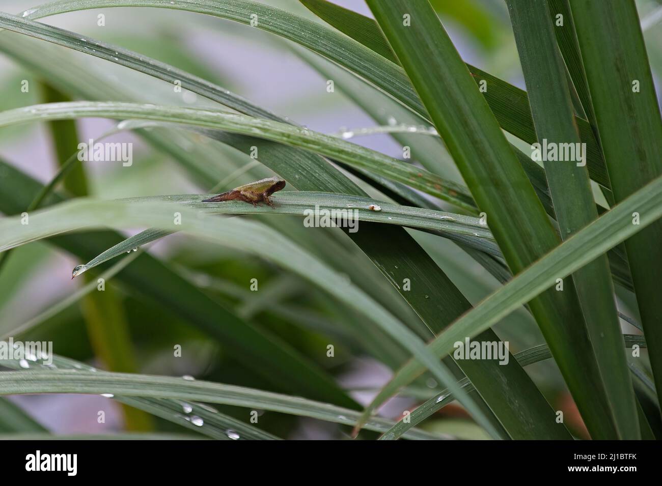 La rana grigia settentrionale (Hyla versicolor) si trasforma da tadpole a rana Foto Stock