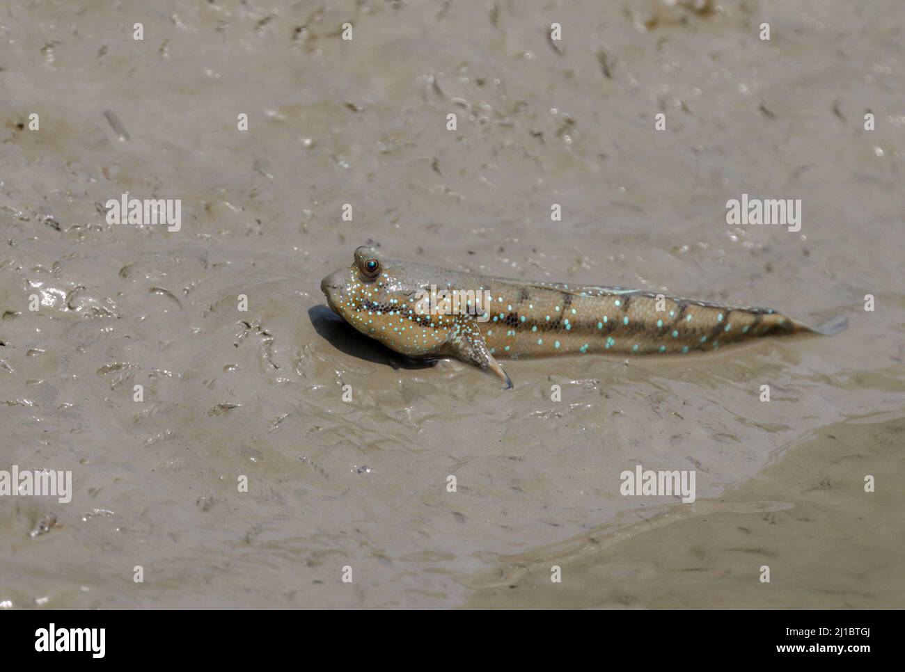 I mudskipper sono pesci anfibi. Sono della famiglia Oxudercidae e della sottofamiglia Oxudercinae. Foto Stock