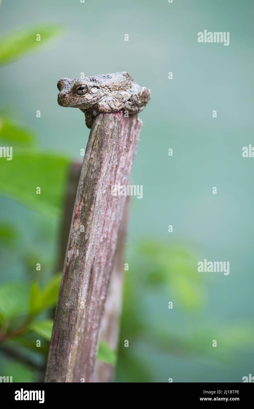 Rana grigia settentrionale (Hyla versicolor) Foto Stock