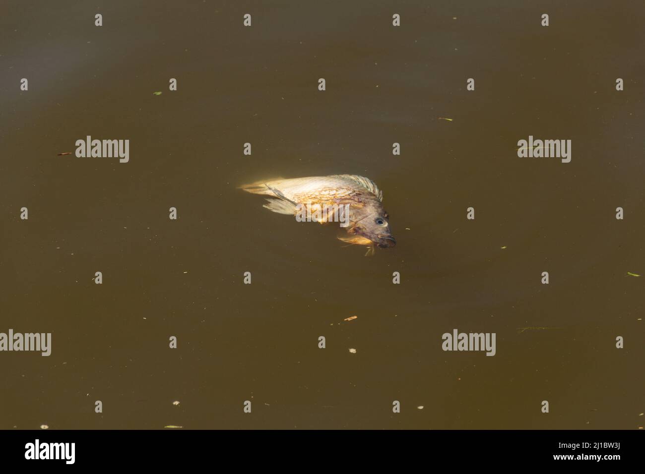 Goiânia, Goias, Brasile – 23 marzo 2022: Un pesce morto, marciando, che galleggia sull'acqua di un lago. Foto Stock