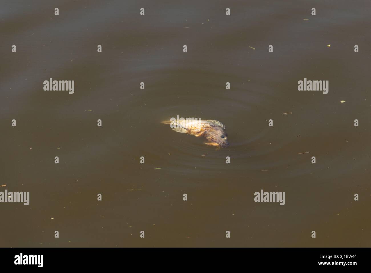 Goiânia, Goias, Brasile – 23 marzo 2022: Un pesce morto, marciando, che galleggia sull'acqua di un lago. Foto Stock