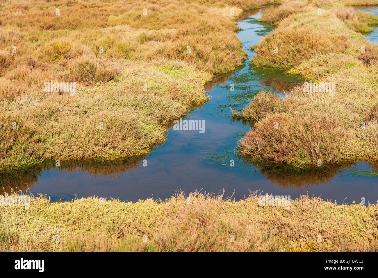 Vegetazione della palude del Etang de Thau, vicino Poussan, in Hérault, Occitanie, Francia Foto Stock