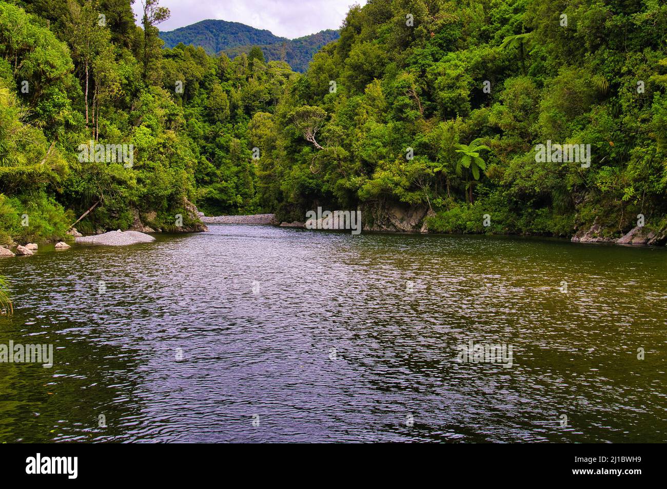 Il fiume Otaki scorre attraverso la fitta foresta pluviale di Tararua Forest Park, il distretto di Kapiti Coast, Isola del Nord, Nuova Zelanda. Foto Stock