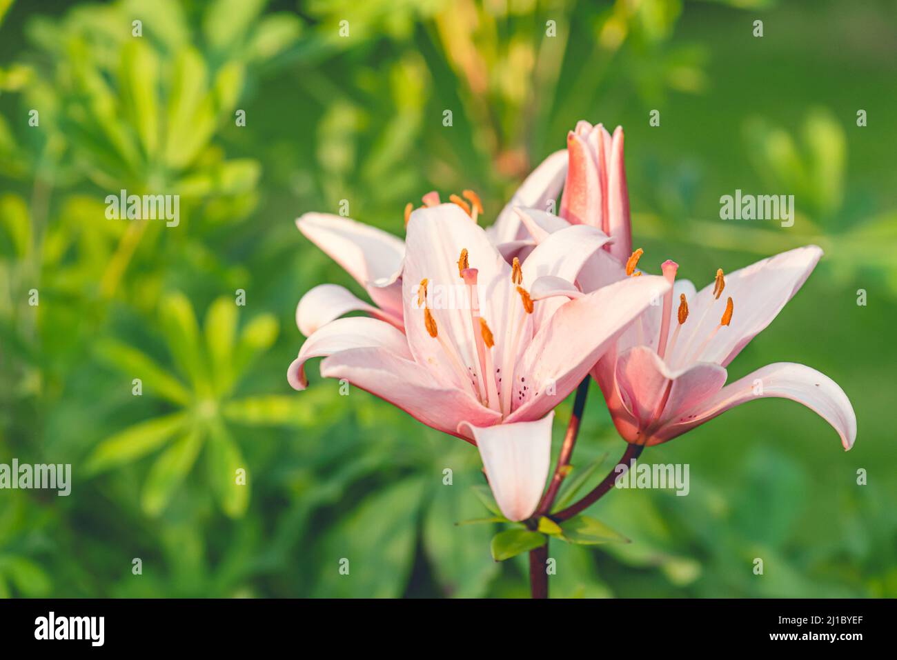 Giglio Trumpet rosa e bianco in giornata di sole con spazio copia come sfondo di Pasqua Foto Stock