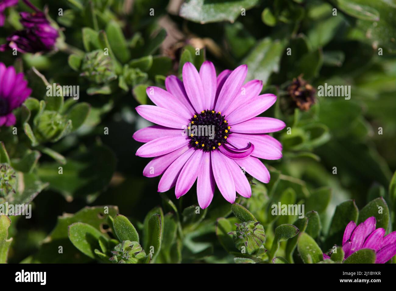 Primo piano delle Daisie africane in fiore / Osteospermum jucoundum Foto Stock