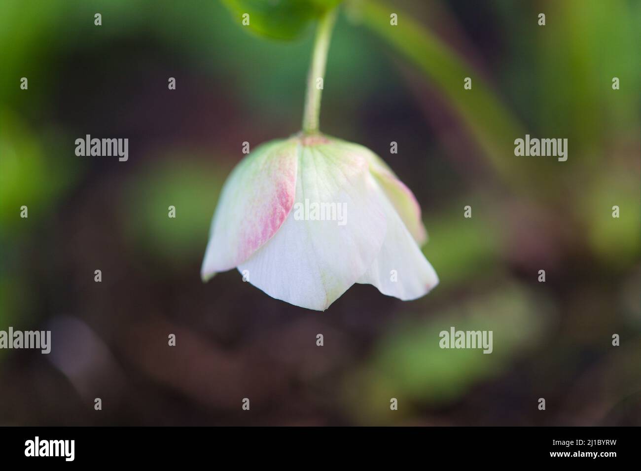 Primo piano di una testa di fiori di Elleborus Orientalis ' Pink Lady' Foto Stock