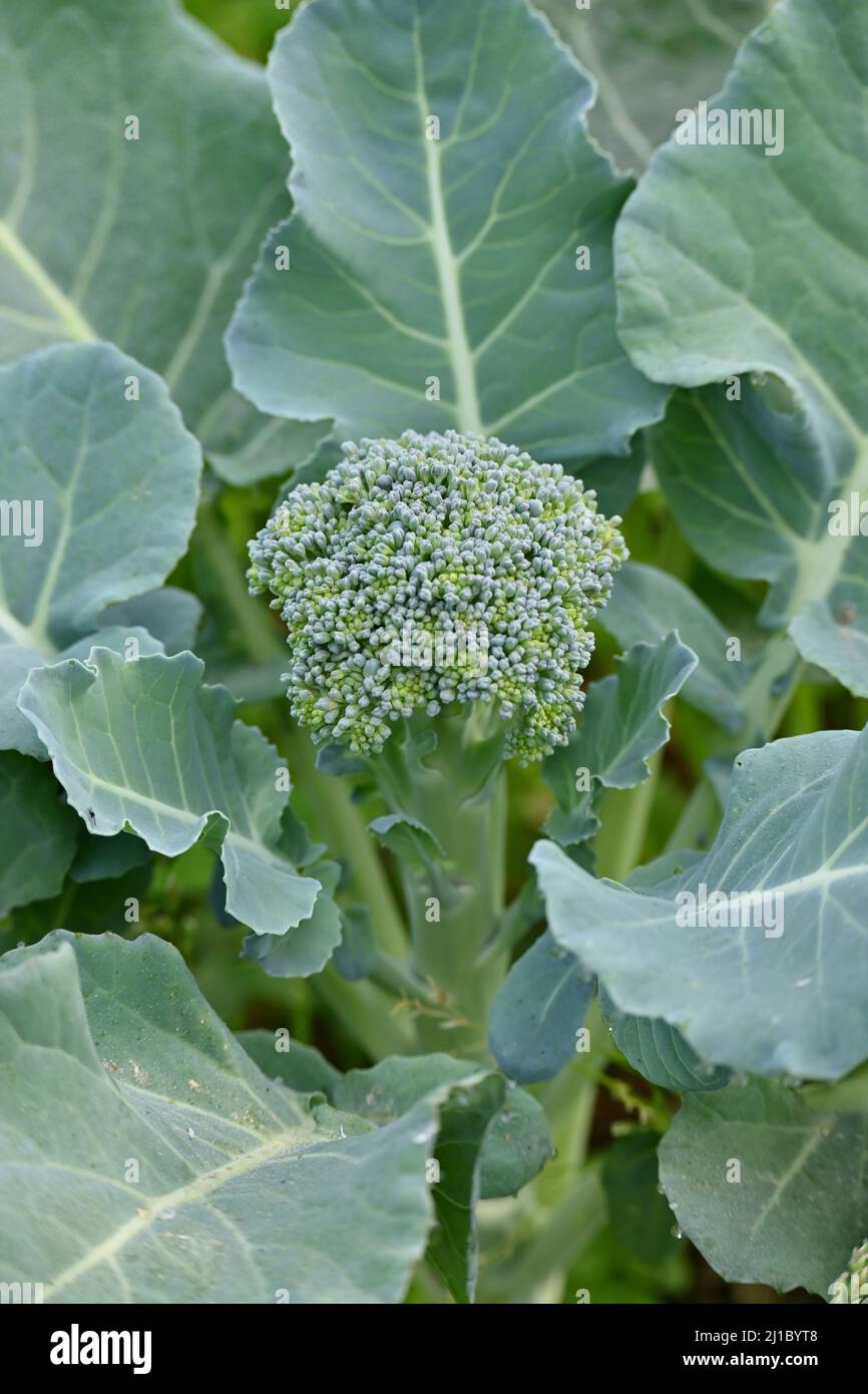 primo piano la pianta verde matura dei broccoli fiore che cresce con le  foglie nella fattoria su sfondo verde marrone fuori fuoco Foto stock - Alamy