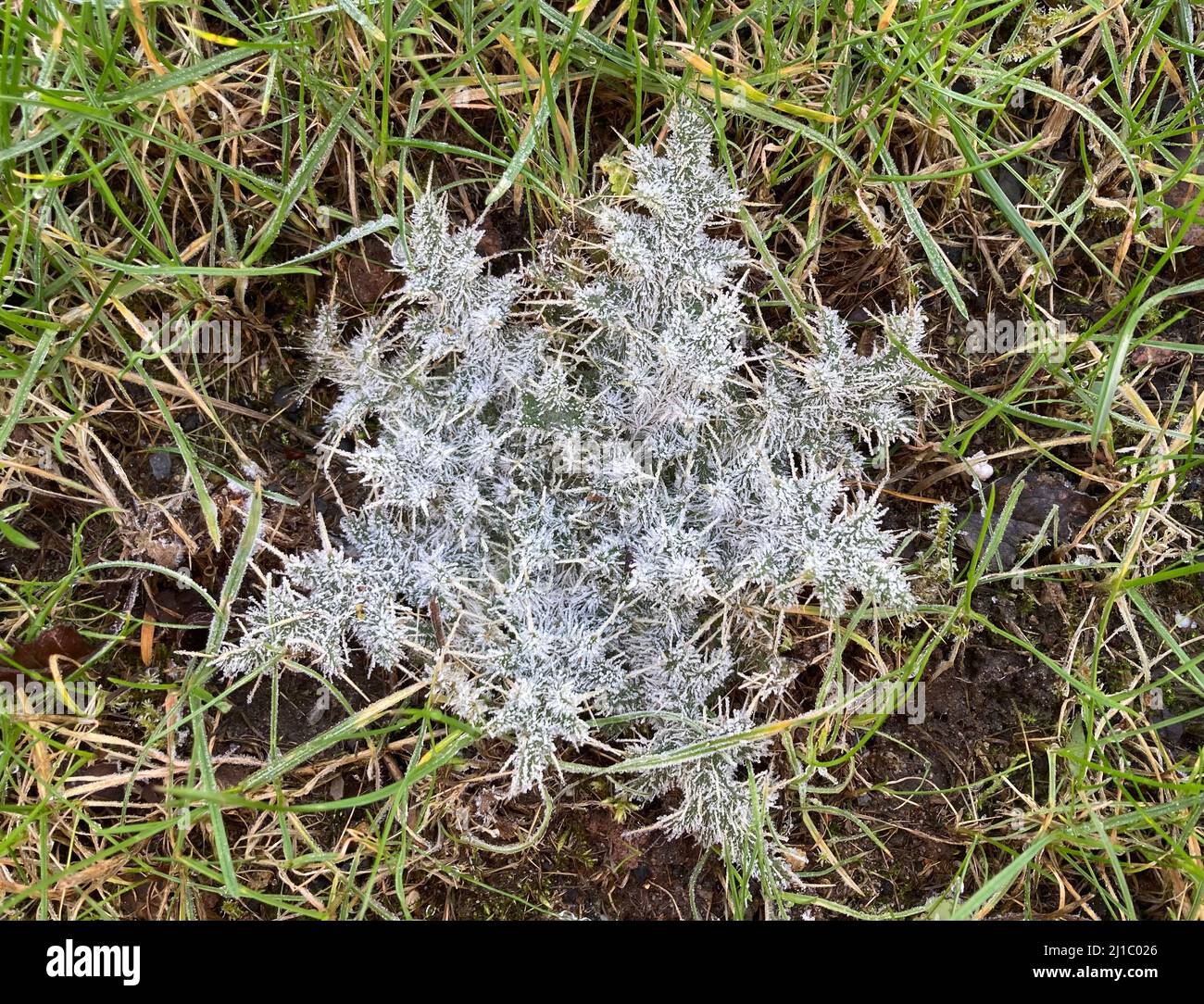foglie di cardo bianco ricoperte di brina in erba verde Foto Stock