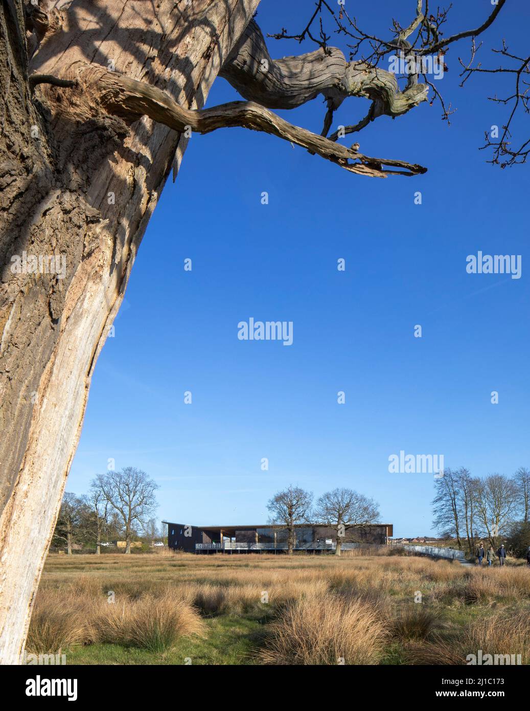 Vista lontana dalla palude. Carlton Marshes Visitor Center, Carlton Colville, Lowestoft, Regno Unito. Architetto: Cowper Griffith Architects, 2021. Foto Stock