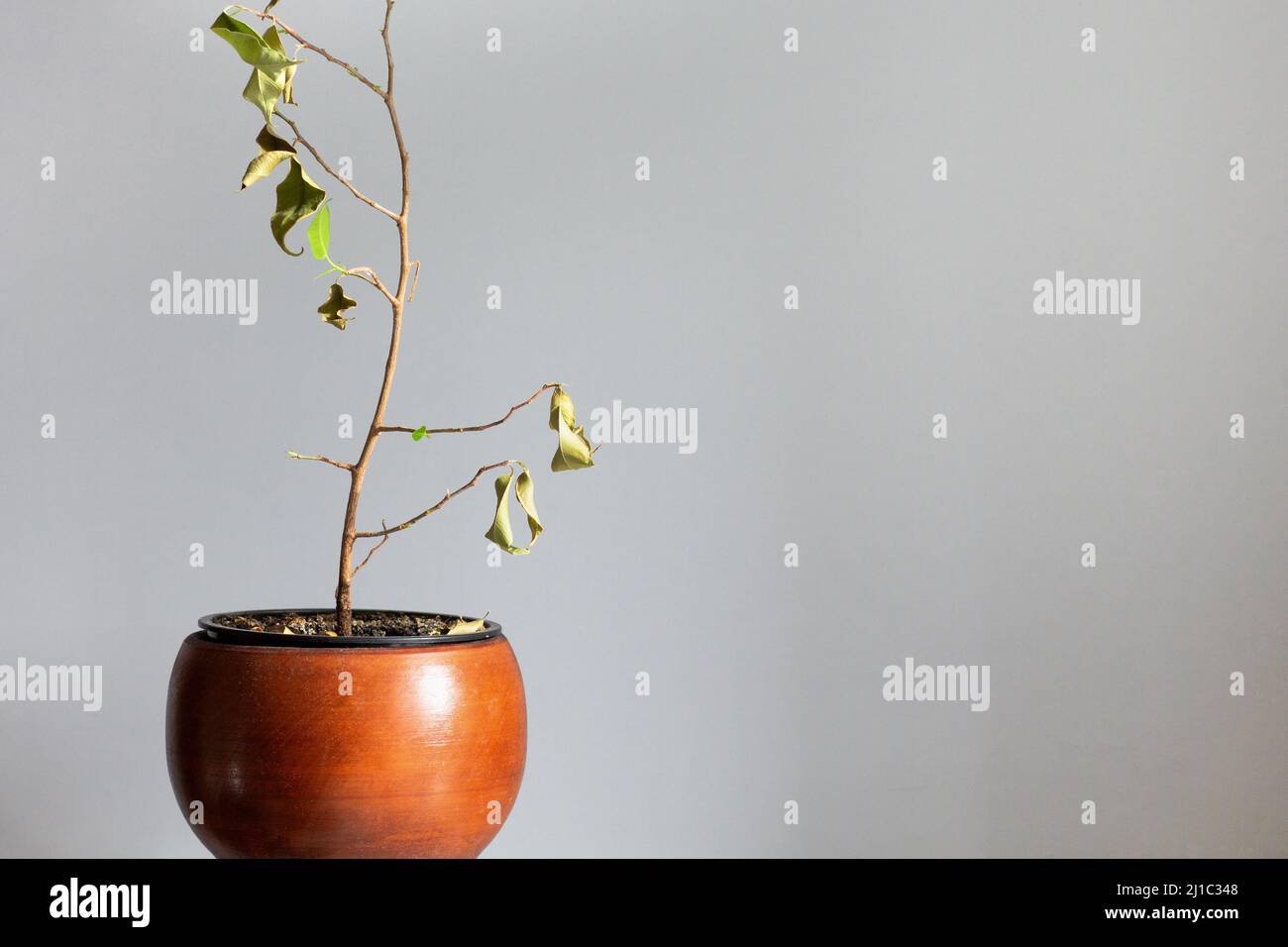 Foglie secche su arbusto ficus in vaso di argilla su sfondo bianco Foto Stock
