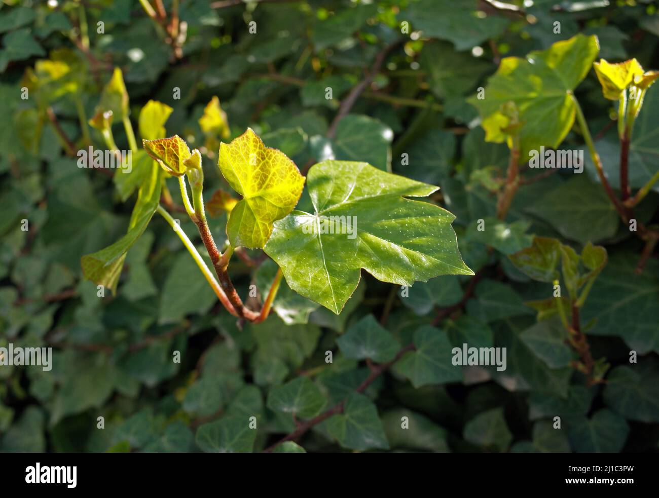 Fioritura primaverile in giardino sardo Foto Stock