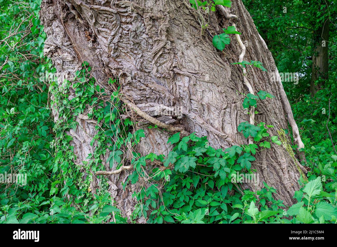 Corteccia di pioppo nero(Populus nigra),Renania,Germania Foto Stock