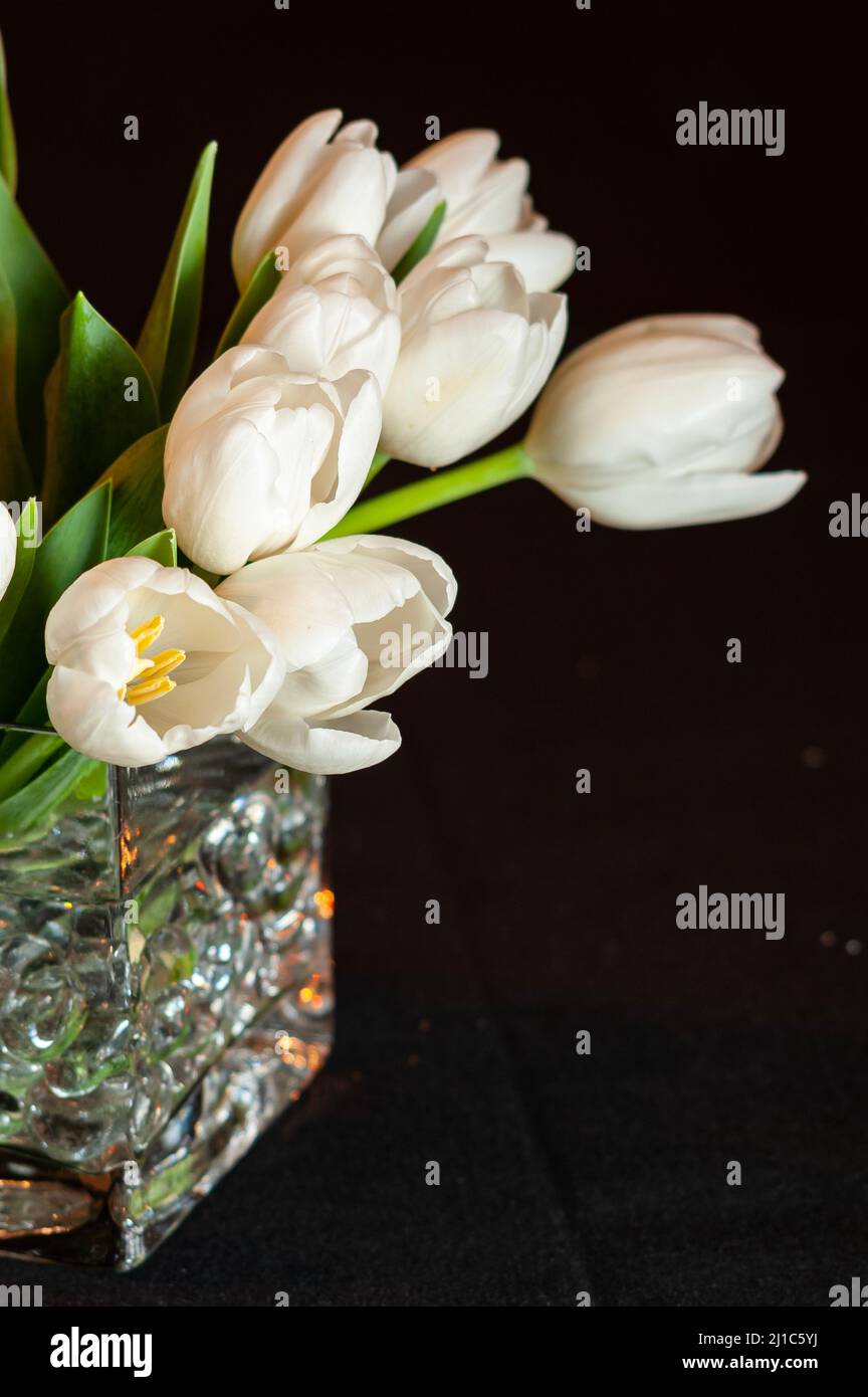 Tulipani bianchi decorazione floreale, tavolo centrale Foto Stock