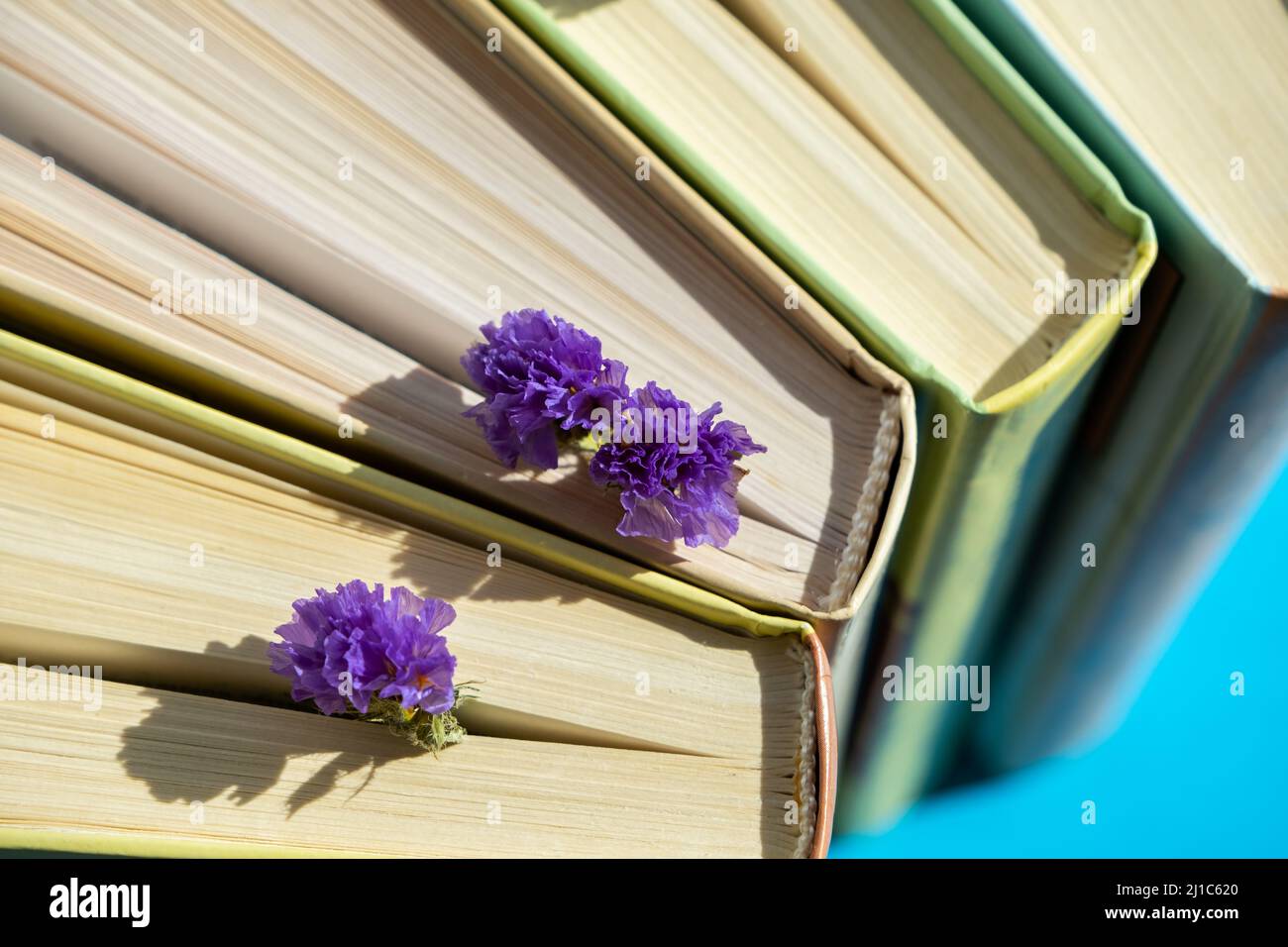 Libri con fiori viola secchi come segnalibri su sfondo sfocato Foto Stock