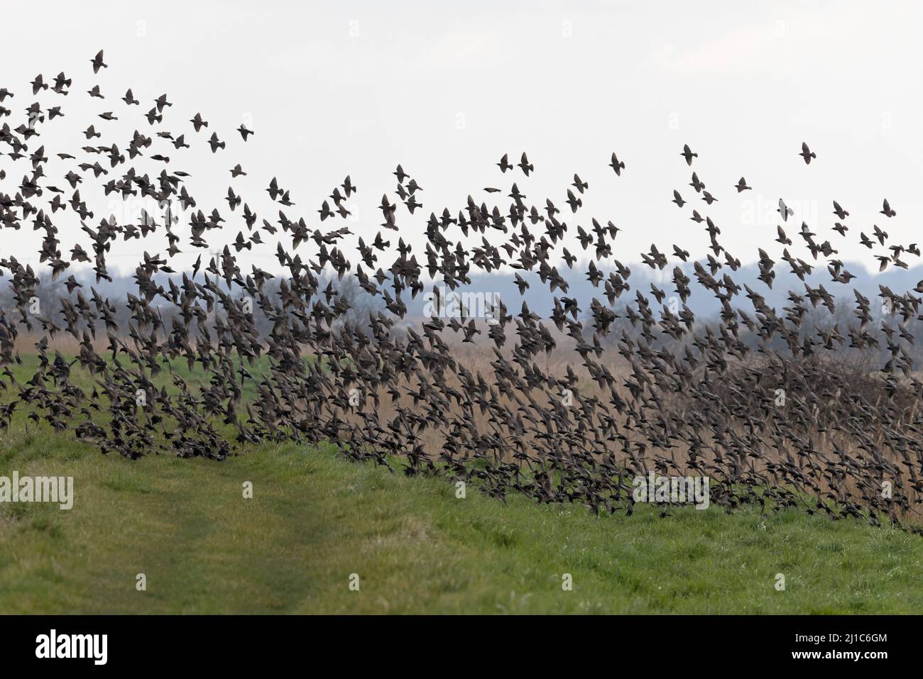 Starling (Sternus vulgaris) soffio di gregge di sibilo Upton Fen Norfolk UK GB Marzo 2022 Foto Stock