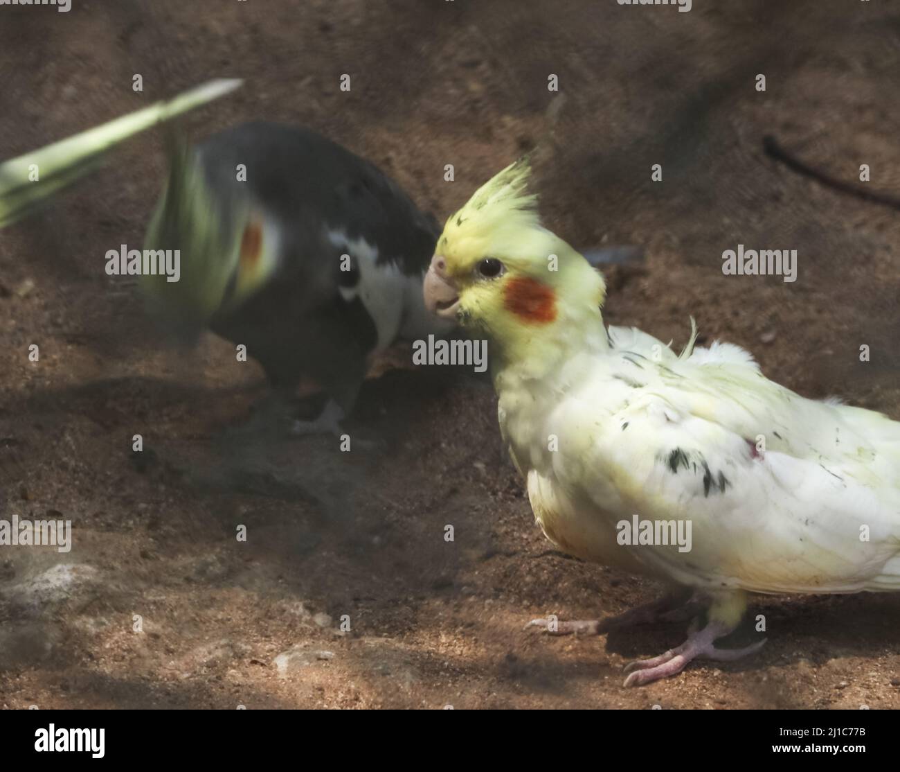 Un primo piano di due uccelli cockatiel in piedi al suolo. Foto Stock