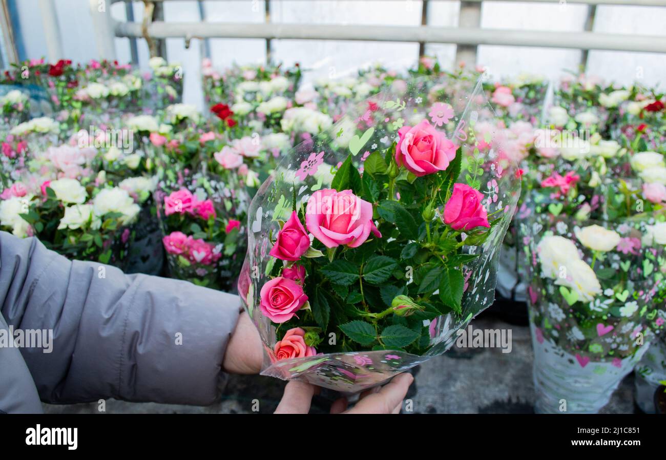 Le mani stanno tenendo rose rosa cespuglio avvolte in carta regalo in un vaso del fiore. Vendita al negozio di fiori. Foto Stock