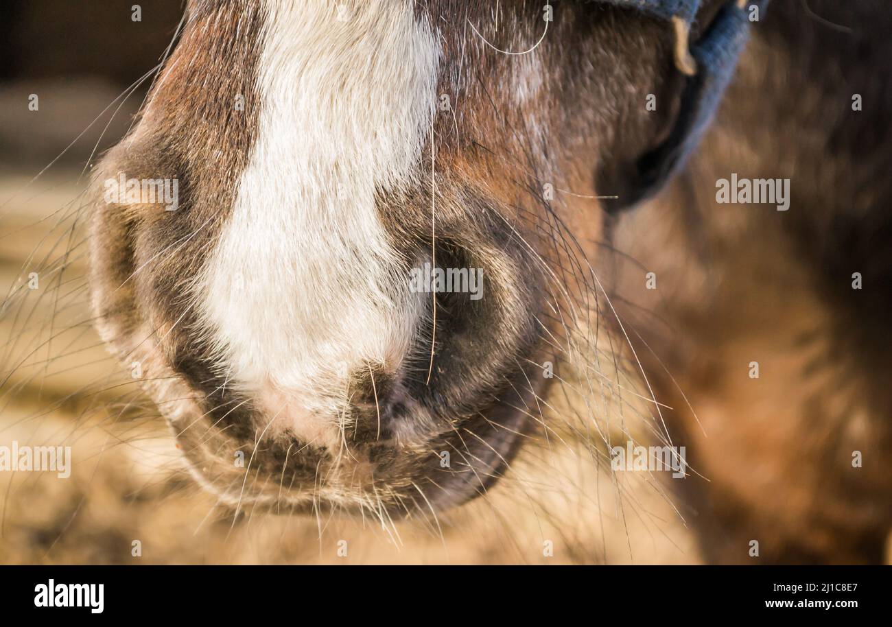 Narici di pony, in una stalla privata. Foto Stock