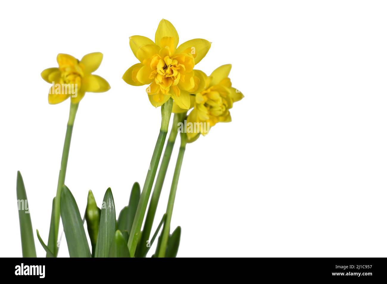 Giallo Narciso Clamineus fiori primavera su sfondo bianco Foto Stock