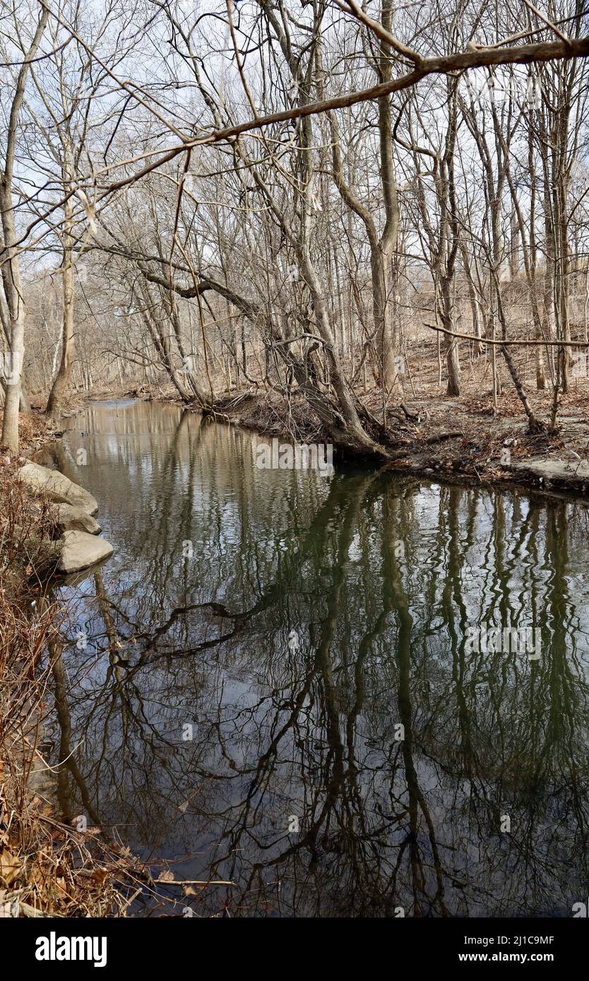 Un colpo verticale degli alberi senza frondoli sulla riva del fiume. Foto Stock