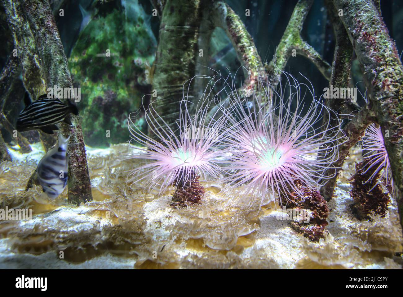 Bell'anemone e pesce su una barriera corallina. Foto Stock