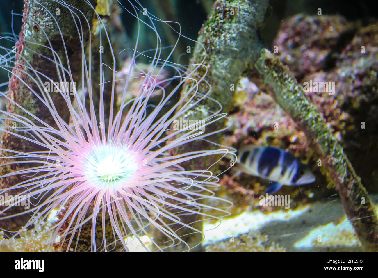 Bell'anemone e pesce su una barriera corallina. Foto Stock