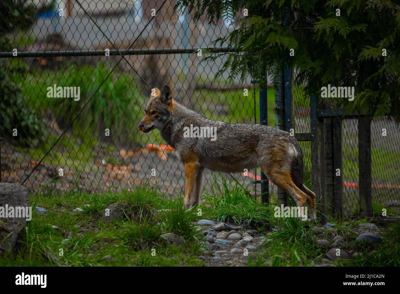 Ci è qualcosa che innerving circa un lupo che si aggira vicino ad una recinzione di collegamento della catena. È come se l'animale studiasse i suoi dintorni, pronto a fare un movimento. T Foto Stock