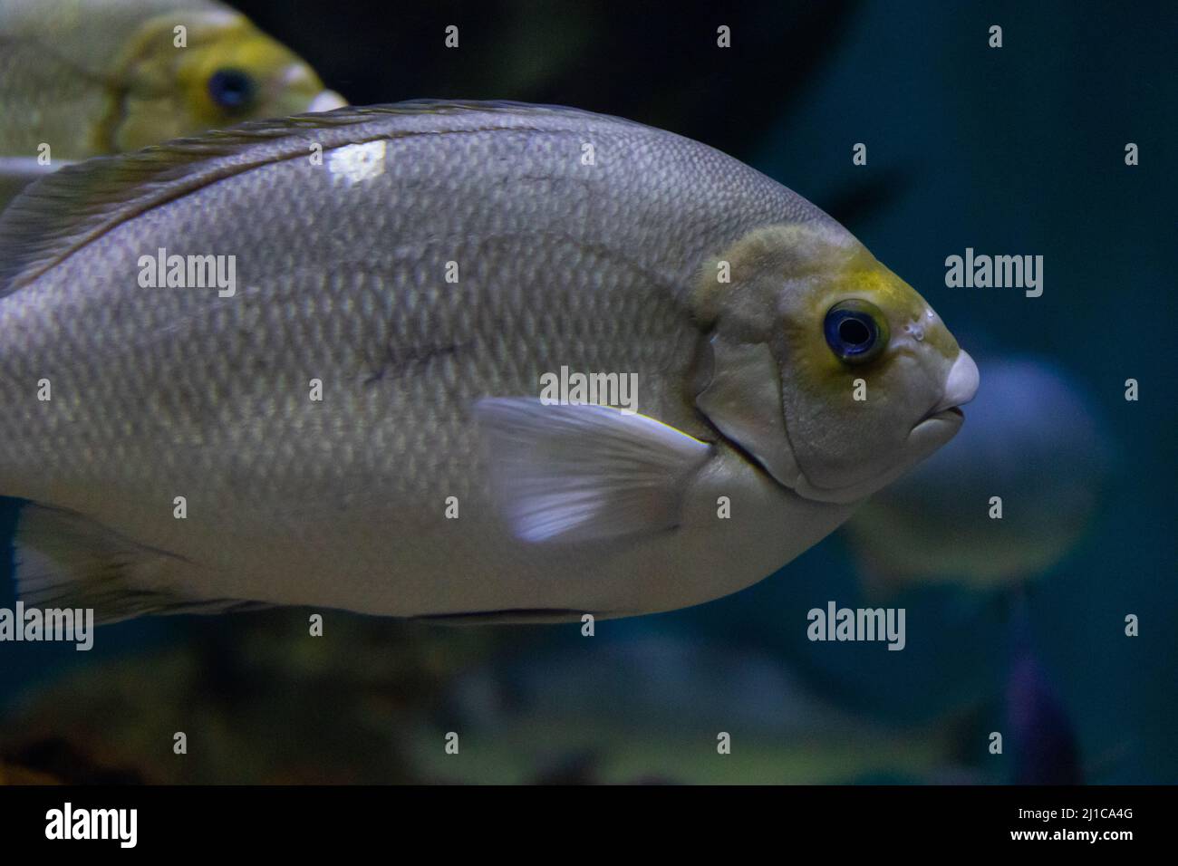 Un grande pesce di forma ovale che è grigio nel colore con un dito giallo attraverso la loro fronte è in un serbatoio di pesce, di dimensioni massicce, all'acquario. Foto Stock