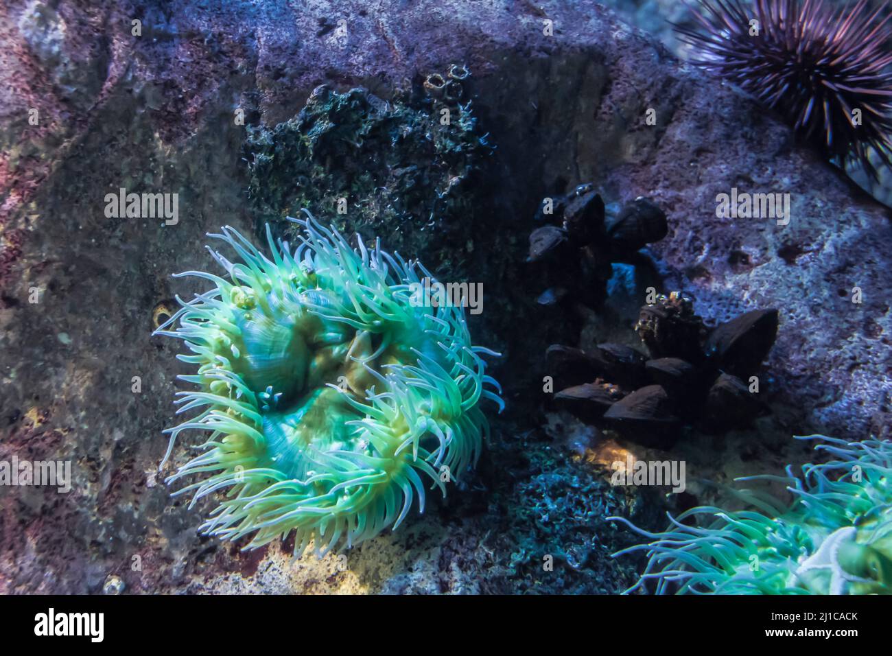 Bell'anemone e pesce su una barriera corallina Foto Stock