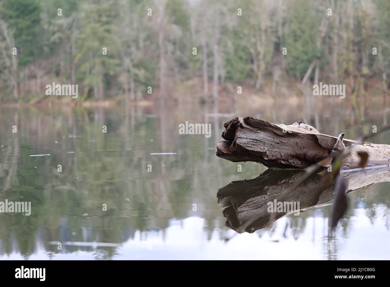 Un ceppo nel mezzo di un lago in un parco a Puget Sound. Foto Stock