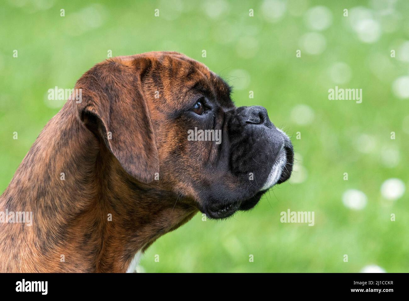 Cane del pugile Foto Stock